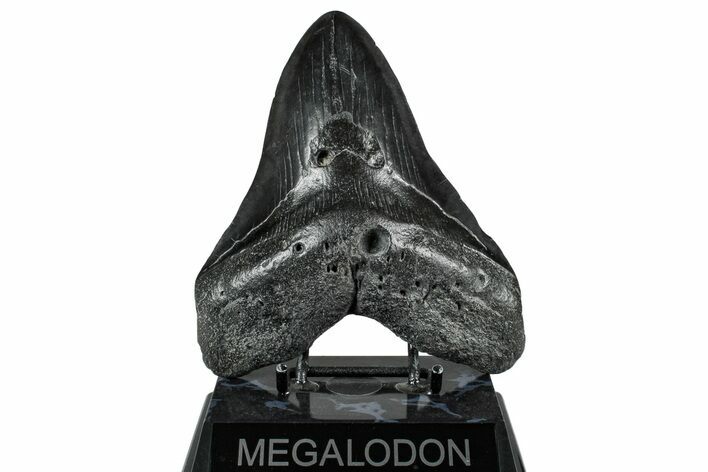 Huge Fossil Megalodon Tooth - South Carolina #333685